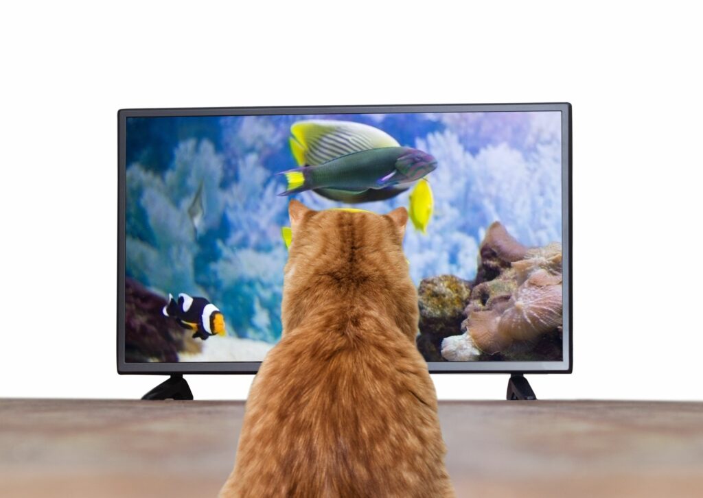 Waarom lasergames ongezond zijn voor je kat - een kat die naar vissen kijkt op tv