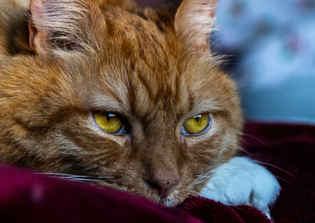 dementie bij katten - oudere kat die rust