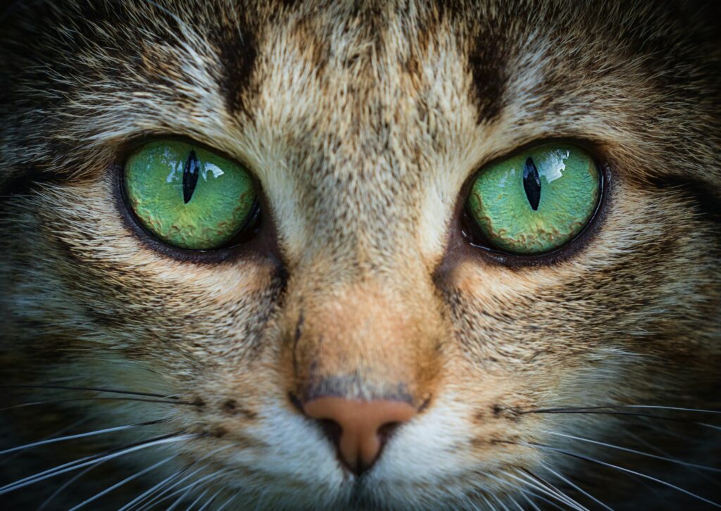 De ogen van je kat - Kat met prachtige groene ogen