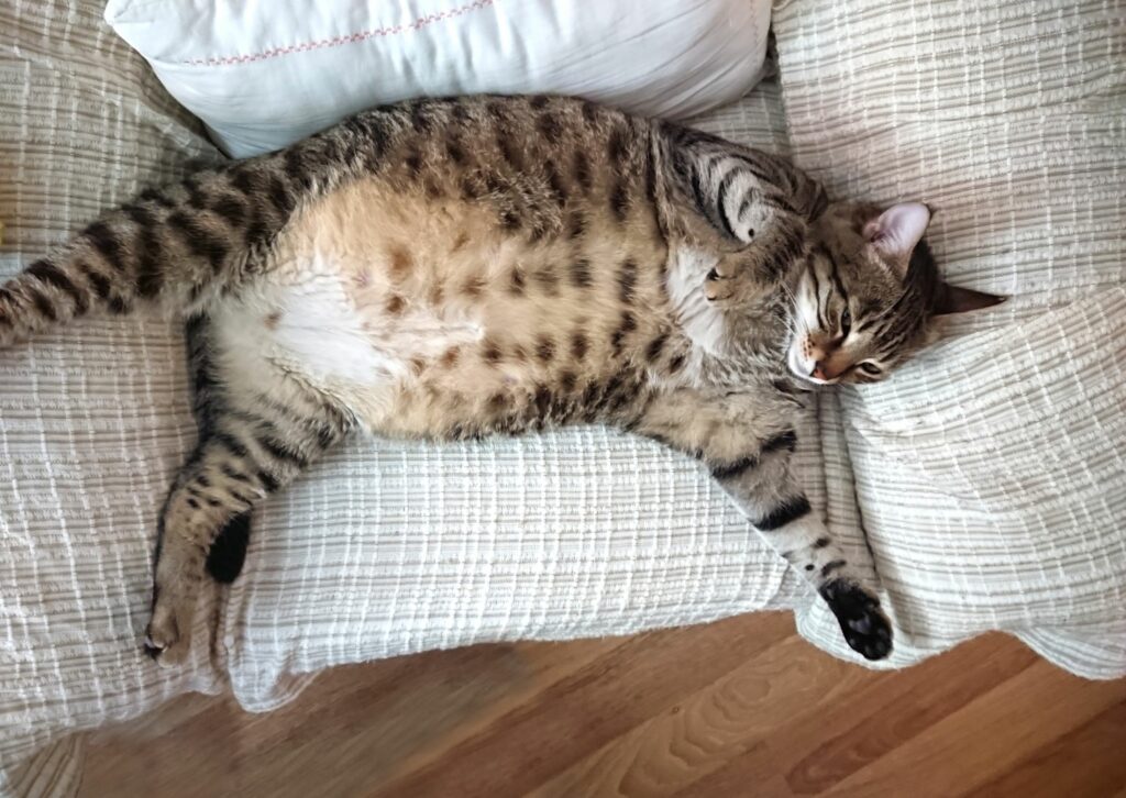 Waarom overgewicht een probleem is voor je kat - Dikke tijgerkat ligt op haar rug